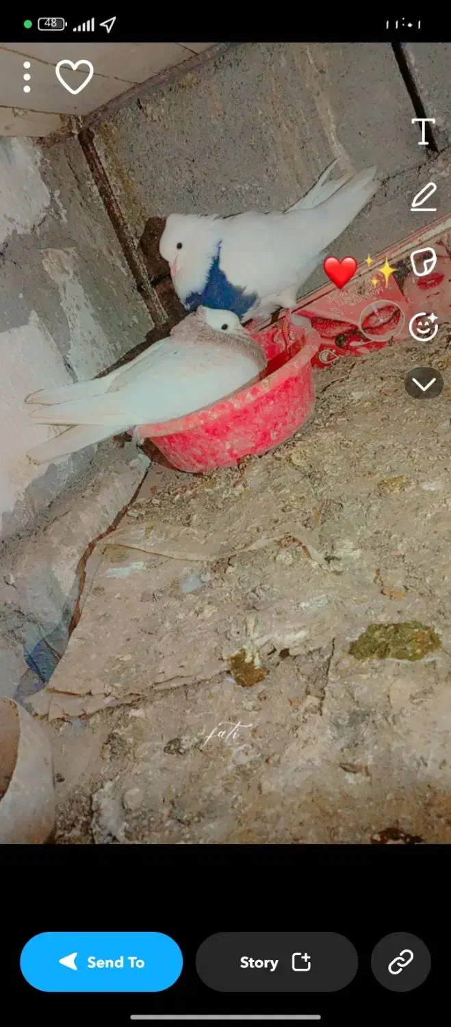 کبوتر|پرنده|جلگه ماژان, |دیوار