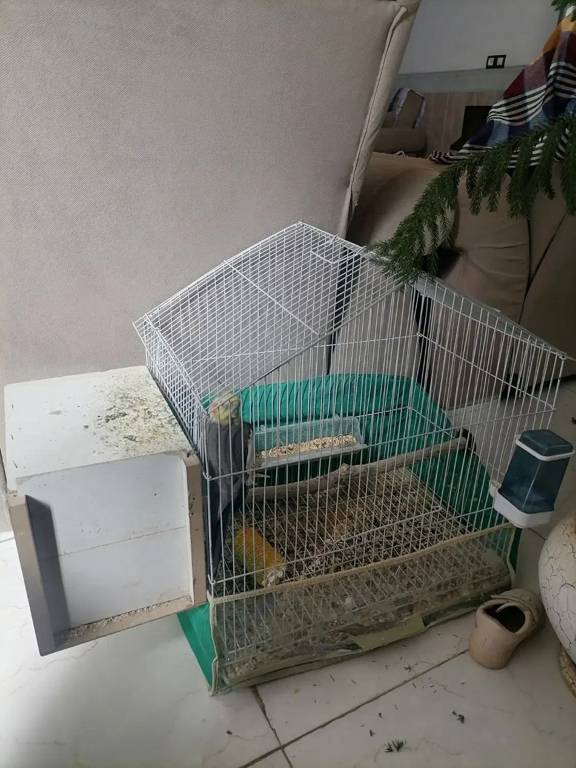 عروس هلندی قناری و قفس|پرنده|کرمان, |دیوار