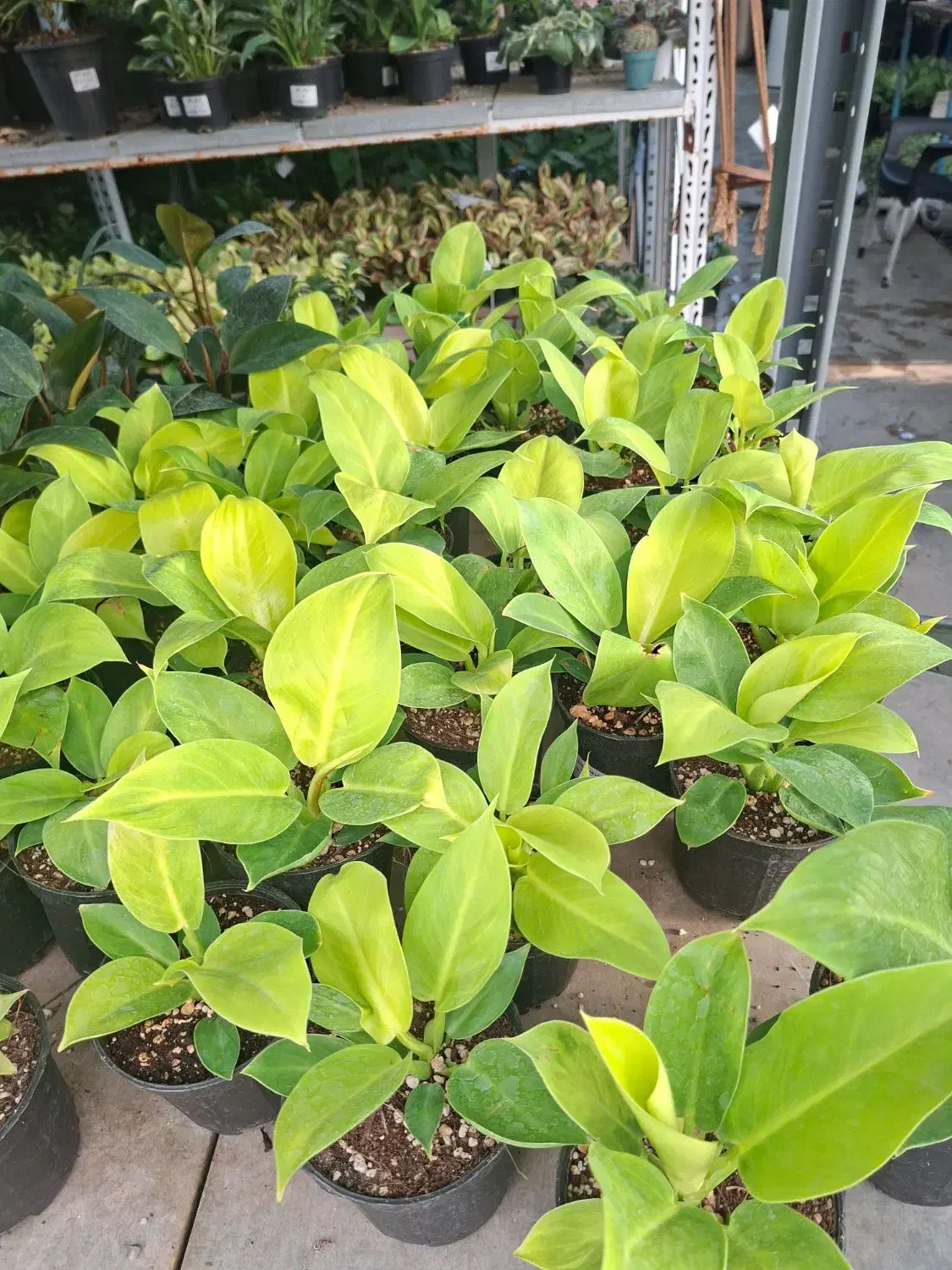 فیلودندرون نئون|گل و گیاه طبیعی|تهران, عباس‌آباد|دیوار