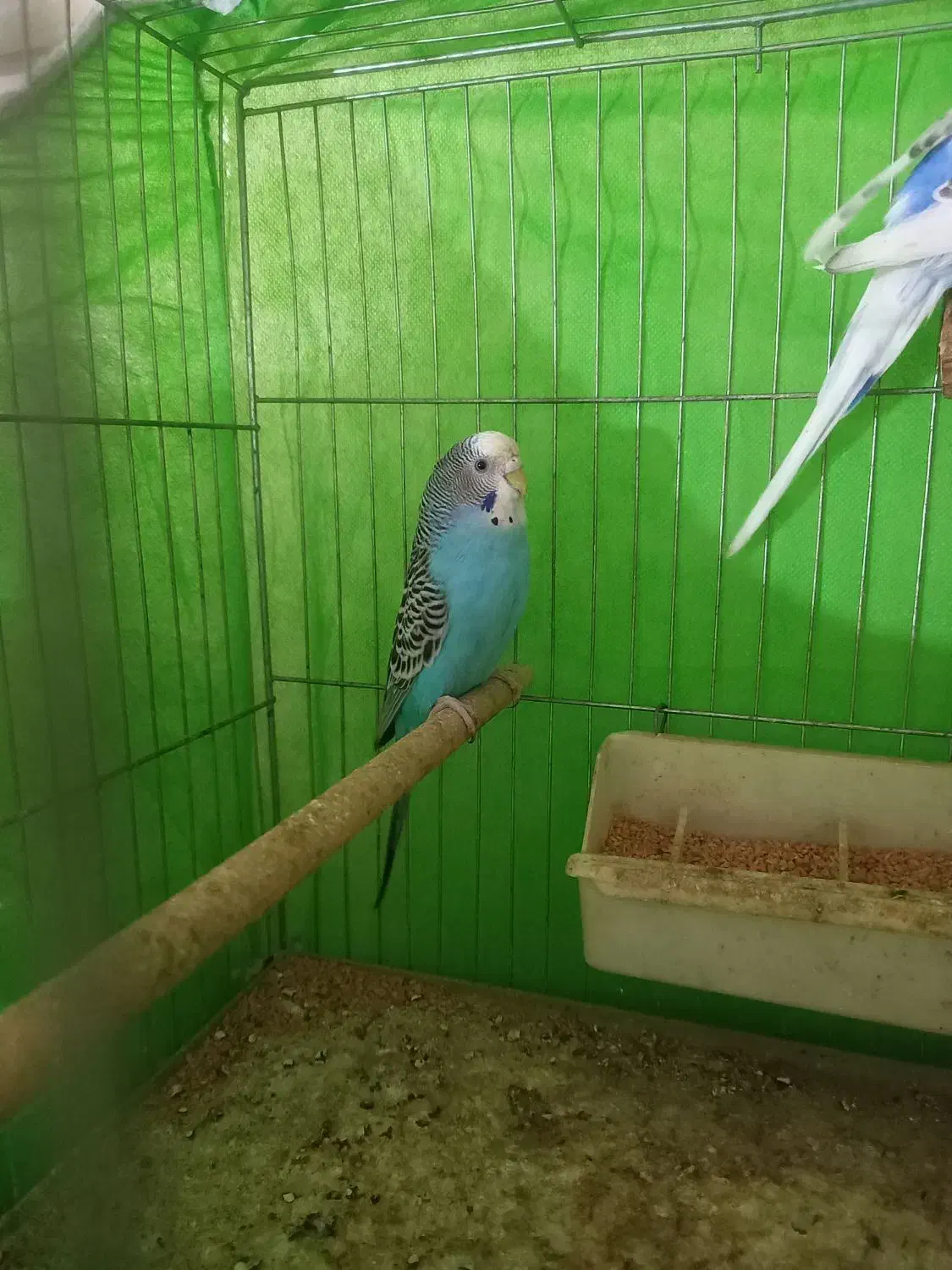 مرغ عشق بالغ جفت|پرنده|قزوین, |دیوار