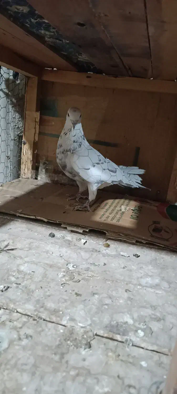 کفتر پرشی|پرنده|قم, شهرک فاطمیه|دیوار