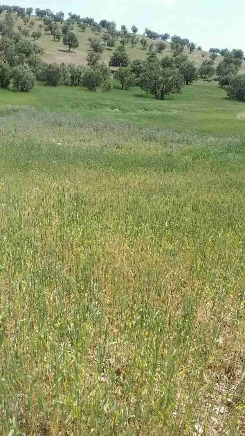 اجاره زمین 20هزار متر|اجارهٔ دفتر صنعتی، کشاورزی، تجاری|ویسیان, |دیوار