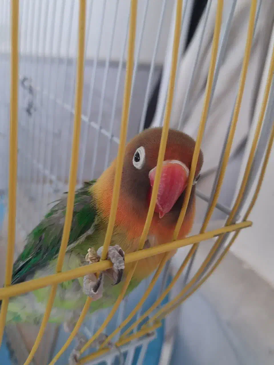 طوطیبرزیلی|پرنده|نیشابور, کوی یغما|دیوار