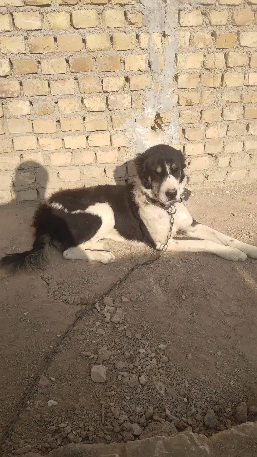 سگ درشت|سگ|قوچان, |دیوار