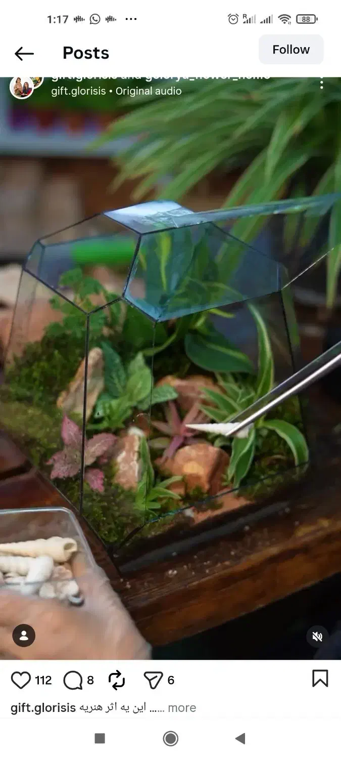 تراریوم گل طبیعی|گل و گیاه طبیعی|تهران, شهرک آپادانا|دیوار