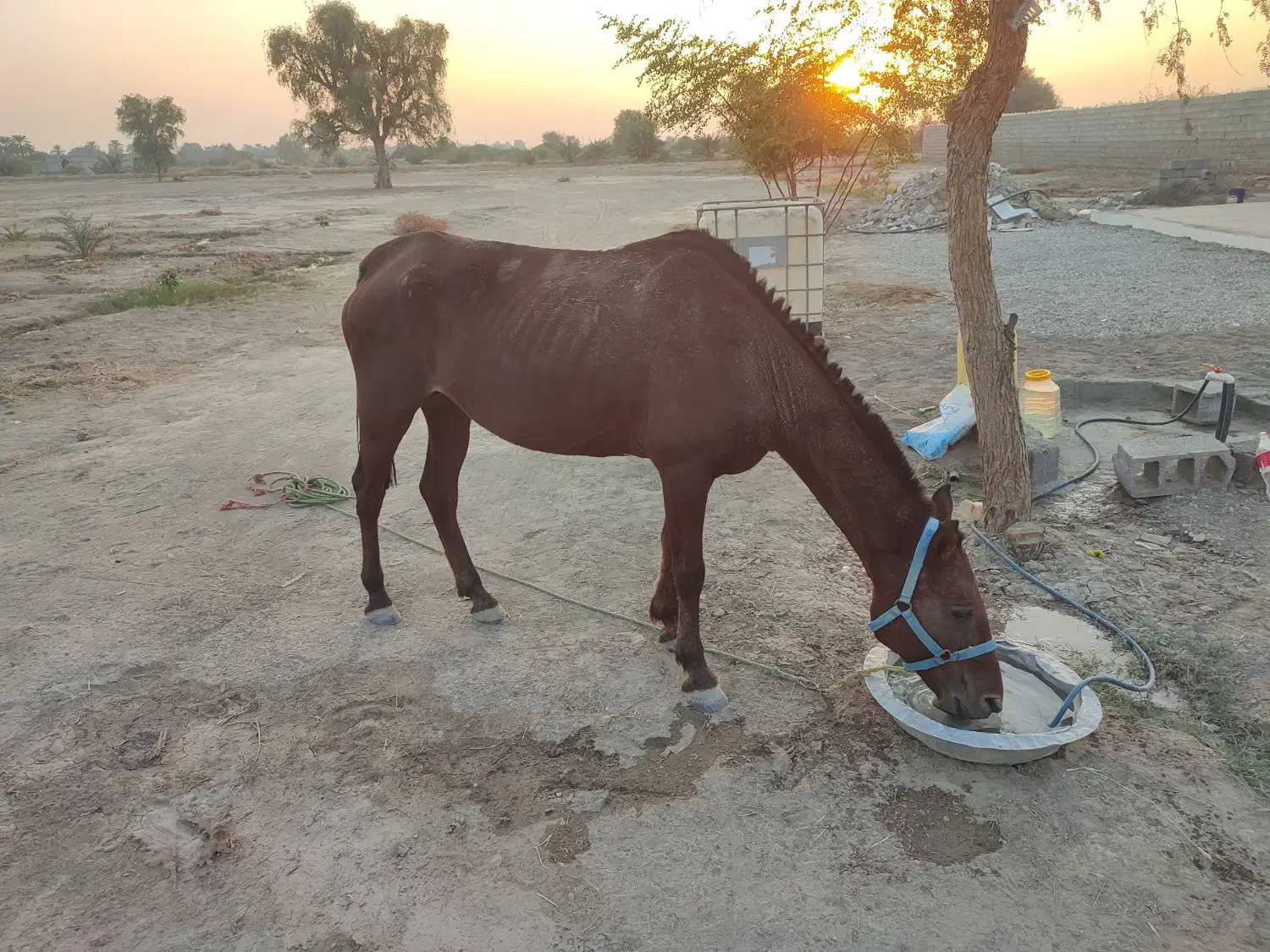 اسب مادیون آبستن|اسب و تجهیزات اسبسواری|میناب, |دیوار