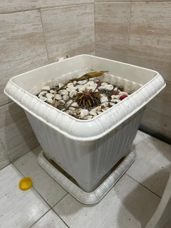 گلدان پلاستیکی بزرگ با خاک|گل و گیاه طبیعی|کرج, گوهردشت|دیوار