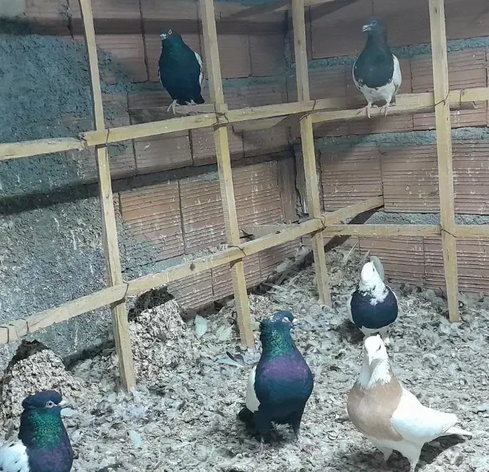 کبوتر رنگی|پرنده|مزرعه کتول, |دیوار