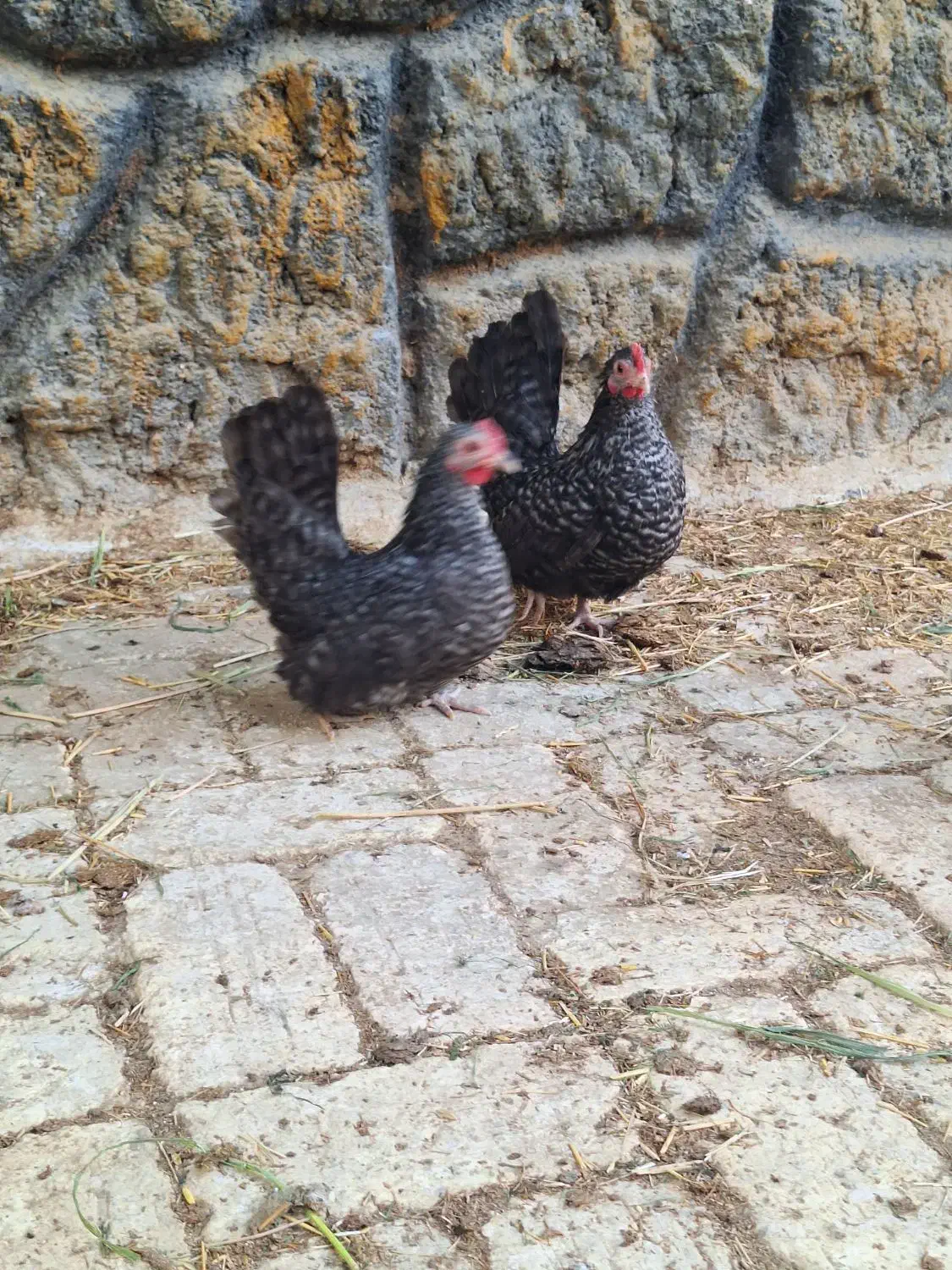 تخم نطفه دار جاپنیز|حیوانات مزرعه|خمینیشهر, |دیوار