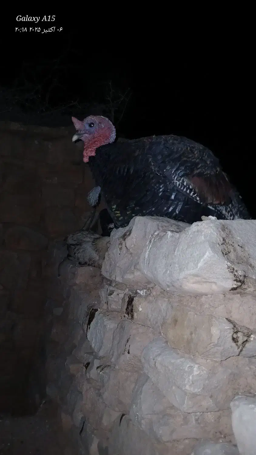 دو عدد بوقلمون یه نر یه ماده دونه ای دوملیون|حیوانات مزرعه|مسجد سلیمان, |دیوار