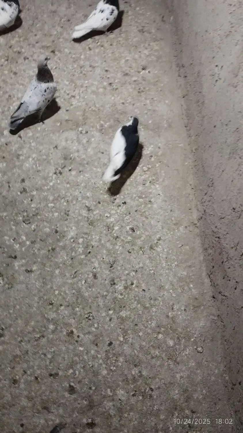 کفتر ماده راست سیاه.کله سیاه. ساده امری|پرنده|مشهد, آبکوه|دیوار