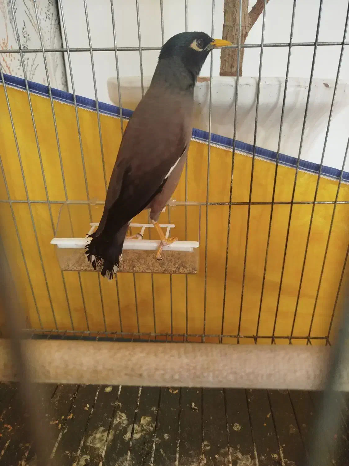 مرغ مینا|پرنده|شیراز, کوشک میدان|دیوار