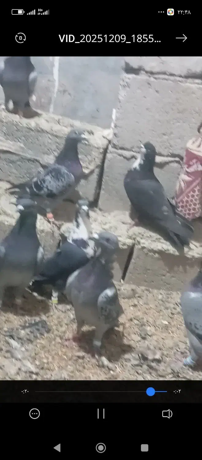 10عدد نر|پرنده|هامون, |دیوار