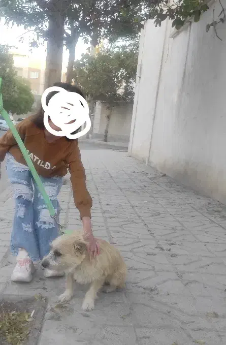 سگ پا کوتاه|سگ|بجنورد, |دیوار