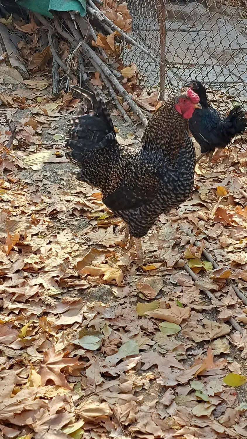 خروس جوان|حیوانات مزرعه|بروجرد, |دیوار