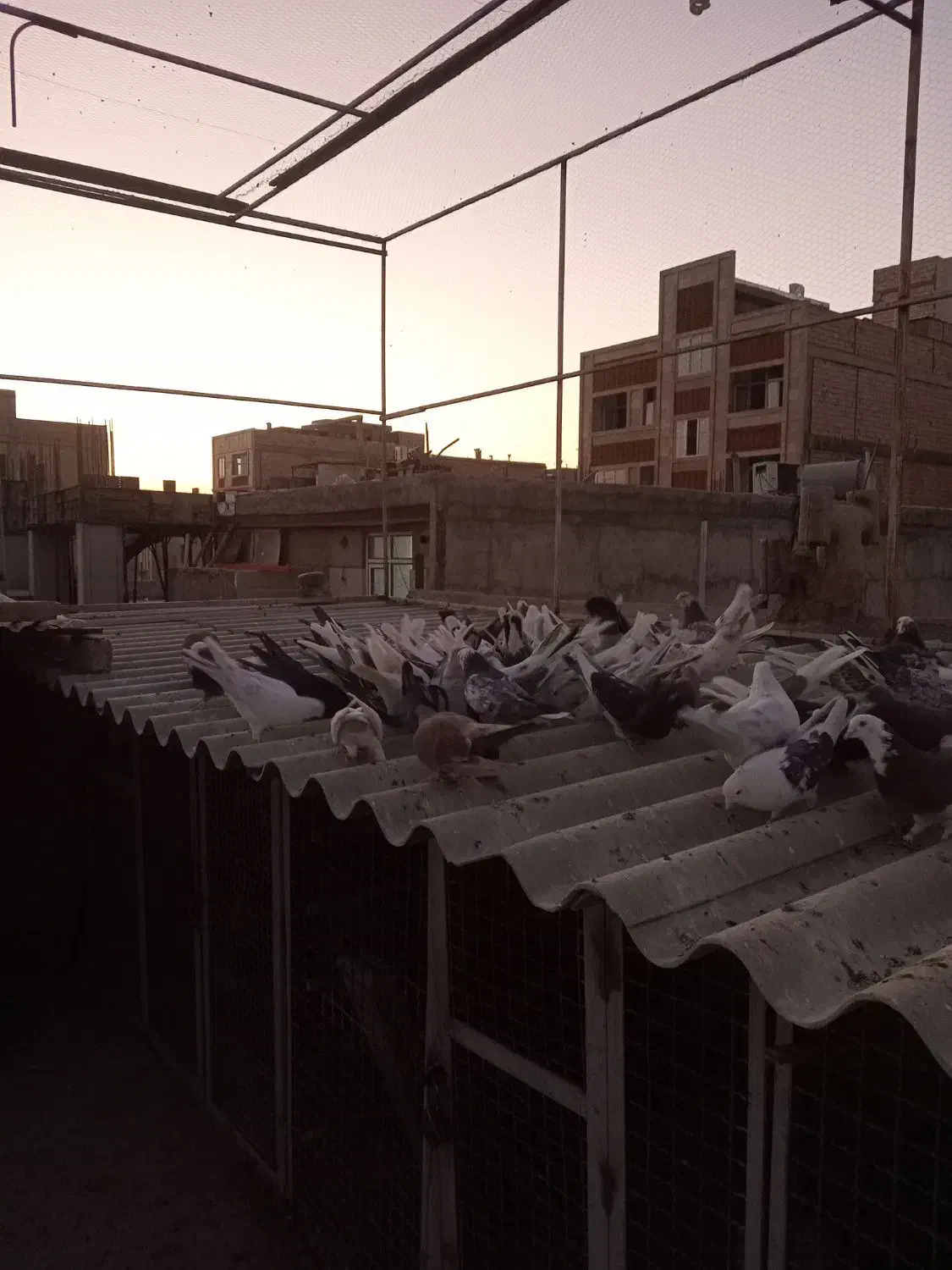 کفتر|پرنده|بهارستان, |دیوار