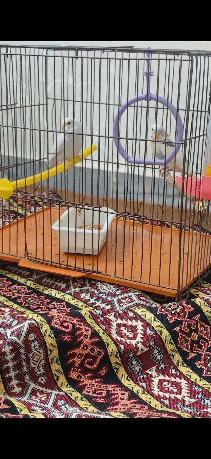 جفتمرغعشقسالمبدونمریضی|پرنده|اردبیل, |دیوار