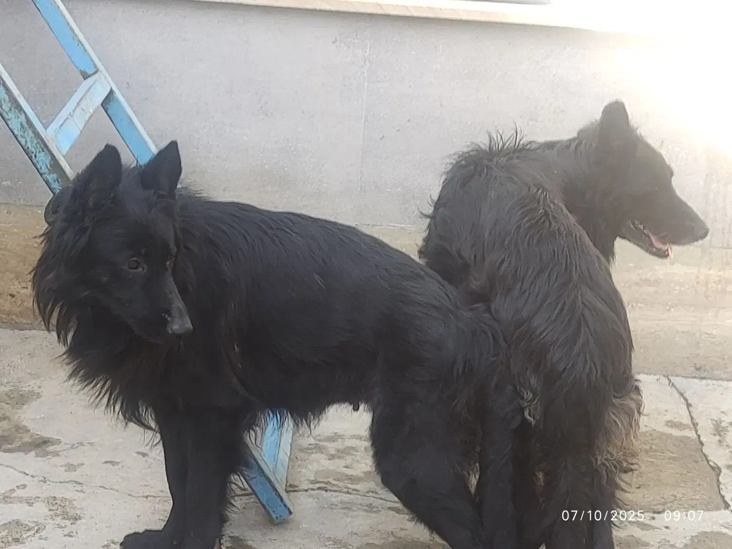 ژرمن بلک شپرد اصیل|سگ|صفادشت, |دیوار