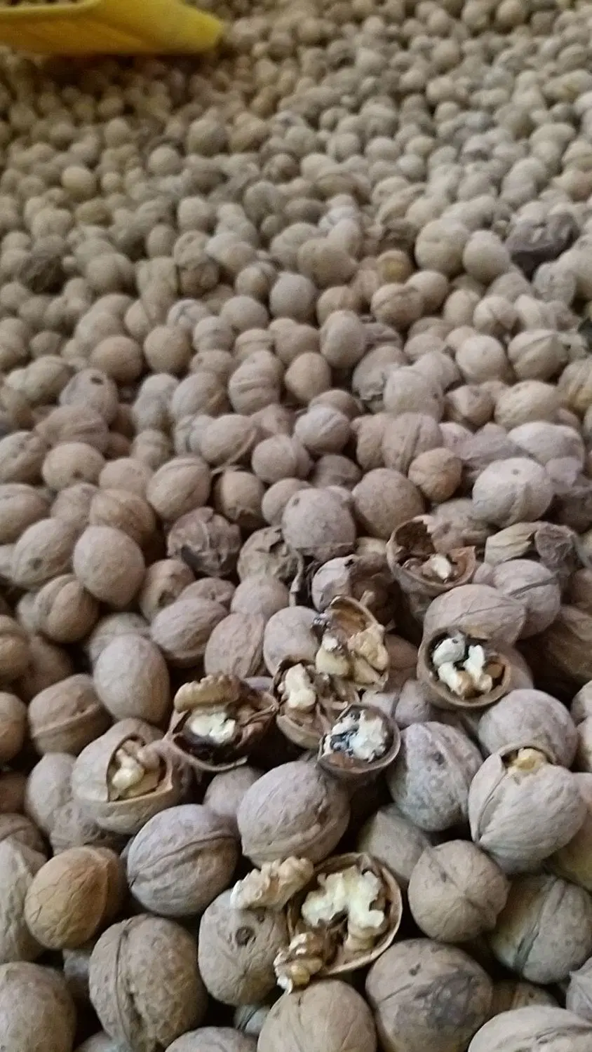 گردو|خوردنی و آشامیدنی|سلماس, |دیوار