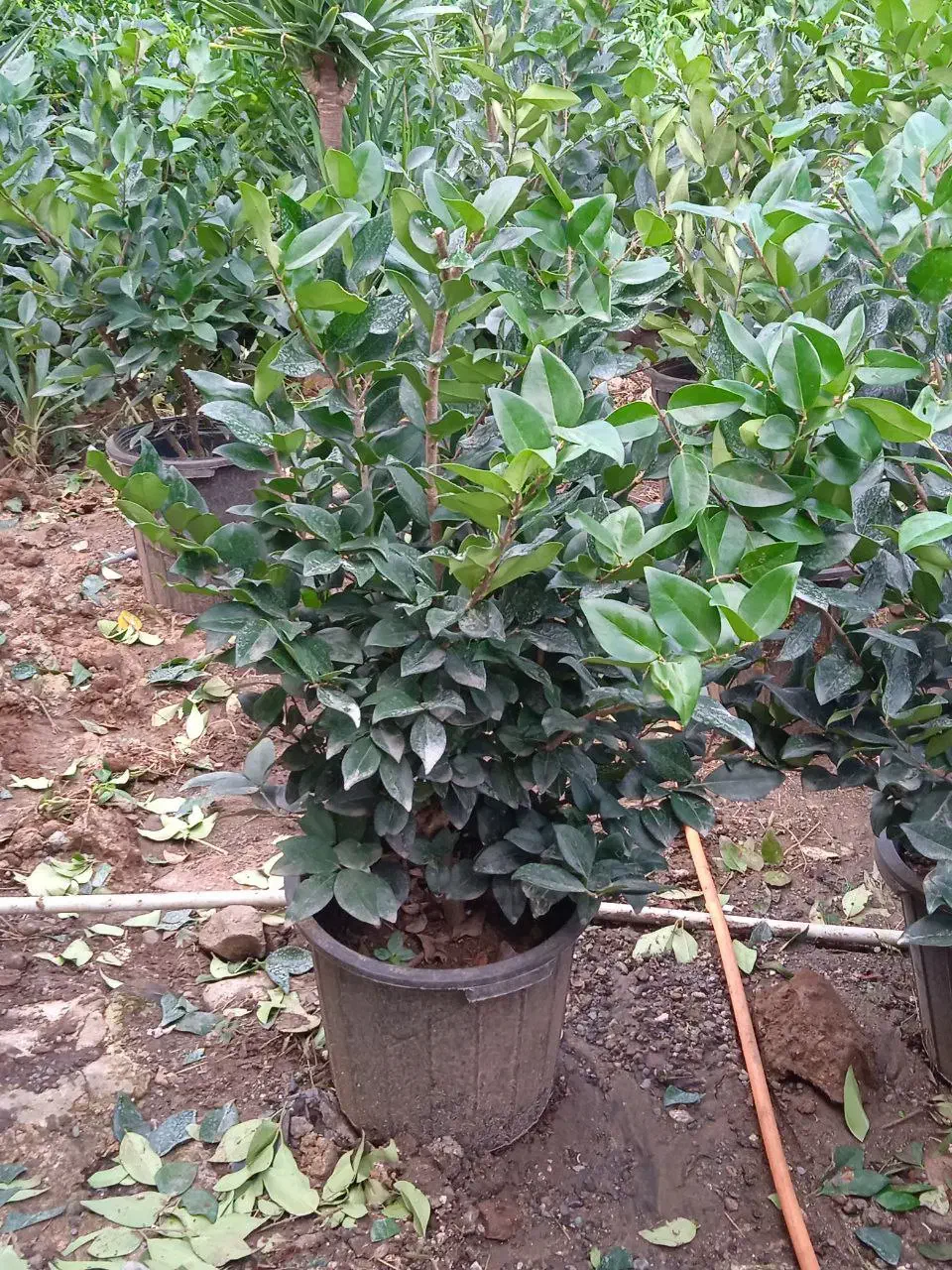 یاس هلندی گلدان 12|گل و گیاه طبیعی|واجارگاه, |دیوار