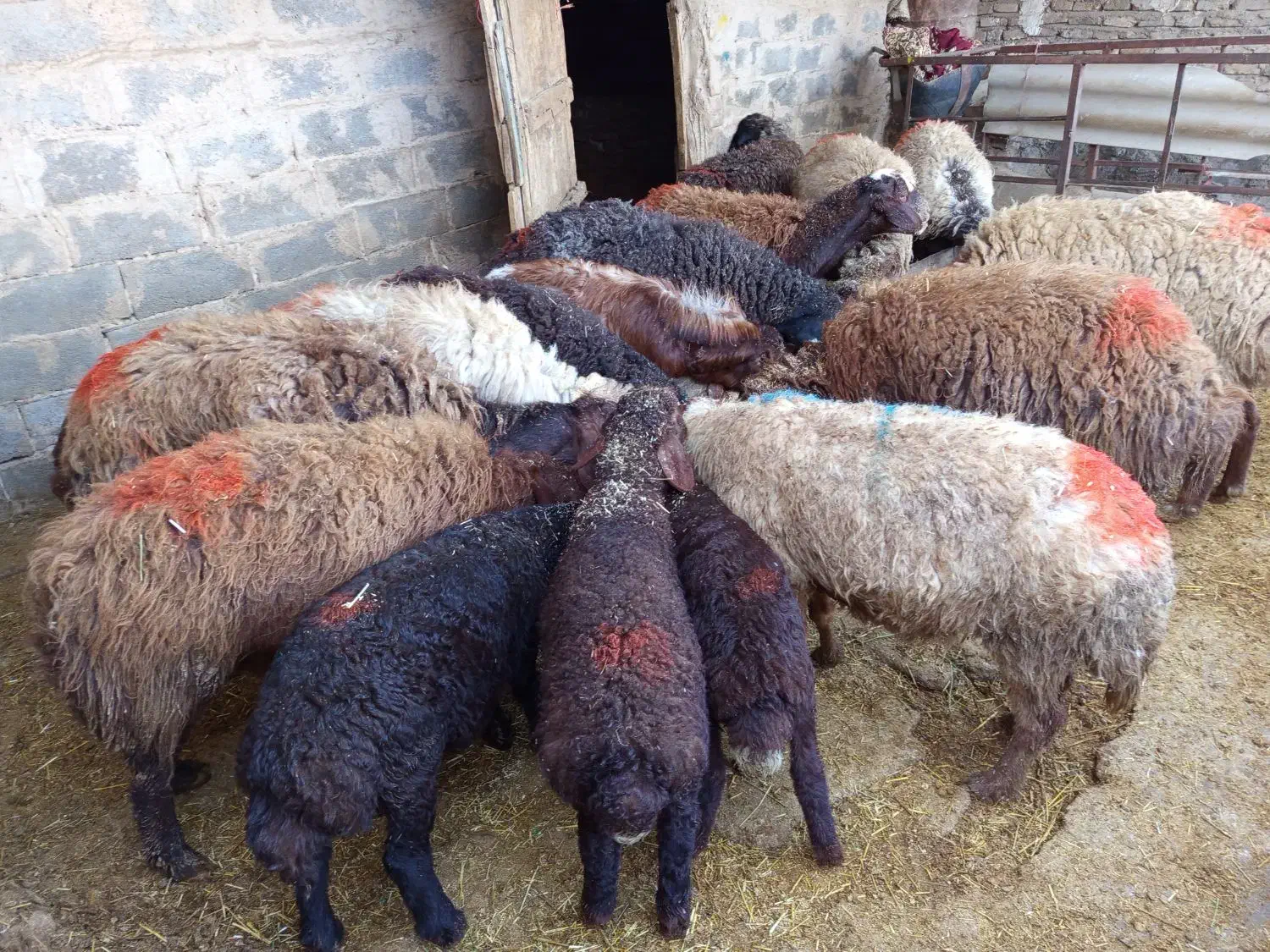 میش|حیوانات مزرعه|نیشابور, مازول|دیوار