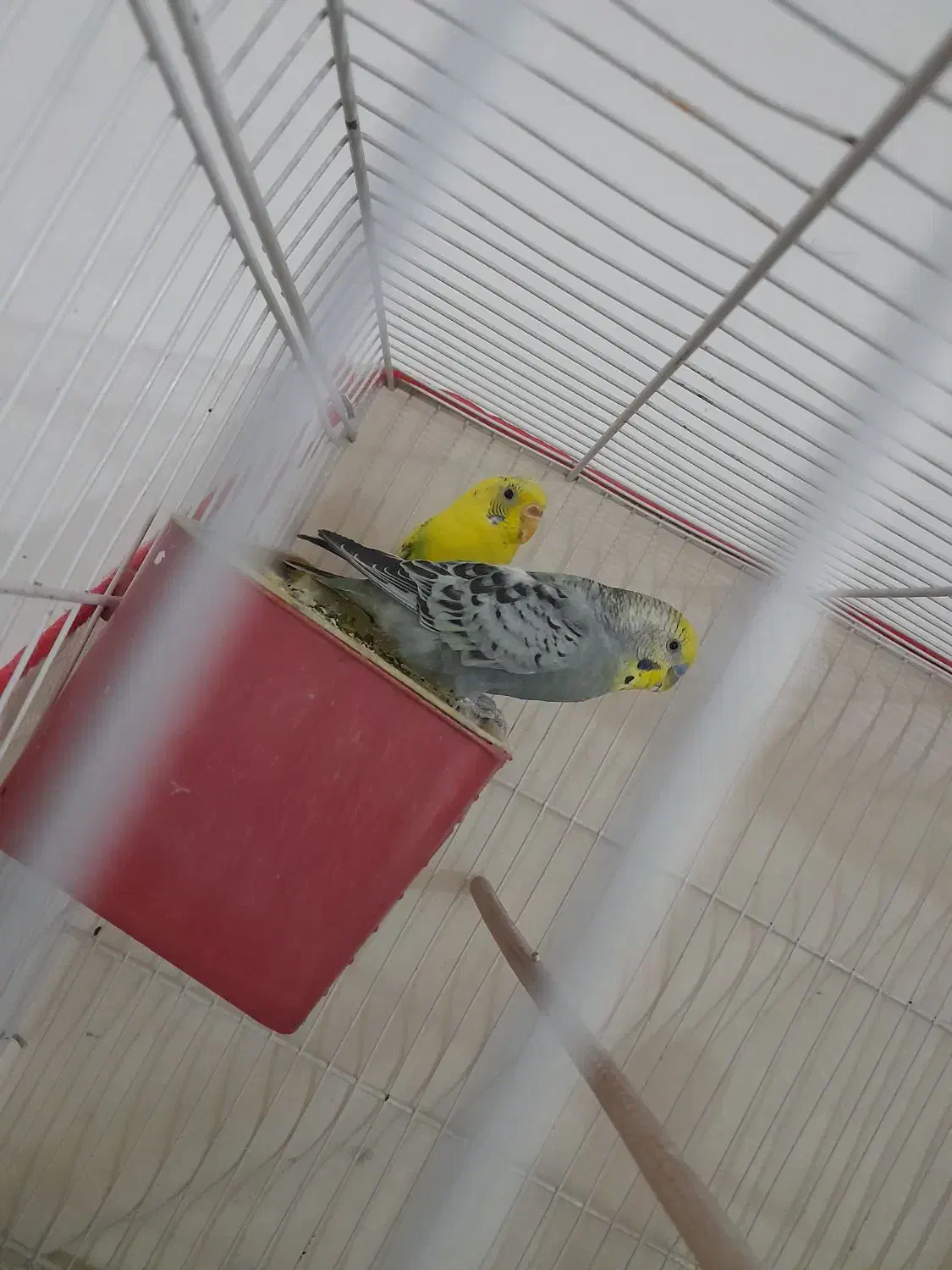 خرگوش یک جفت مرغ عشق خرگوش|موش و خرگوش|مشهد, توس (بلوار توس)|دیوار