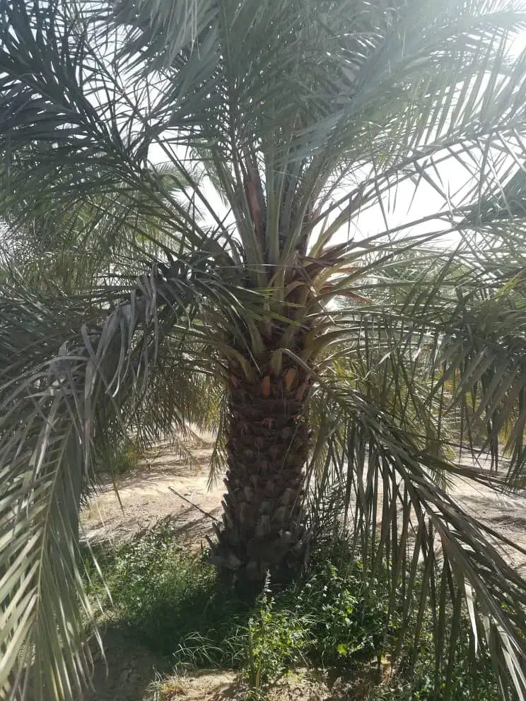 انواع نخل ونهال مرکبات|خدمات باغبانی و درختکاری|یزد, |دیوار