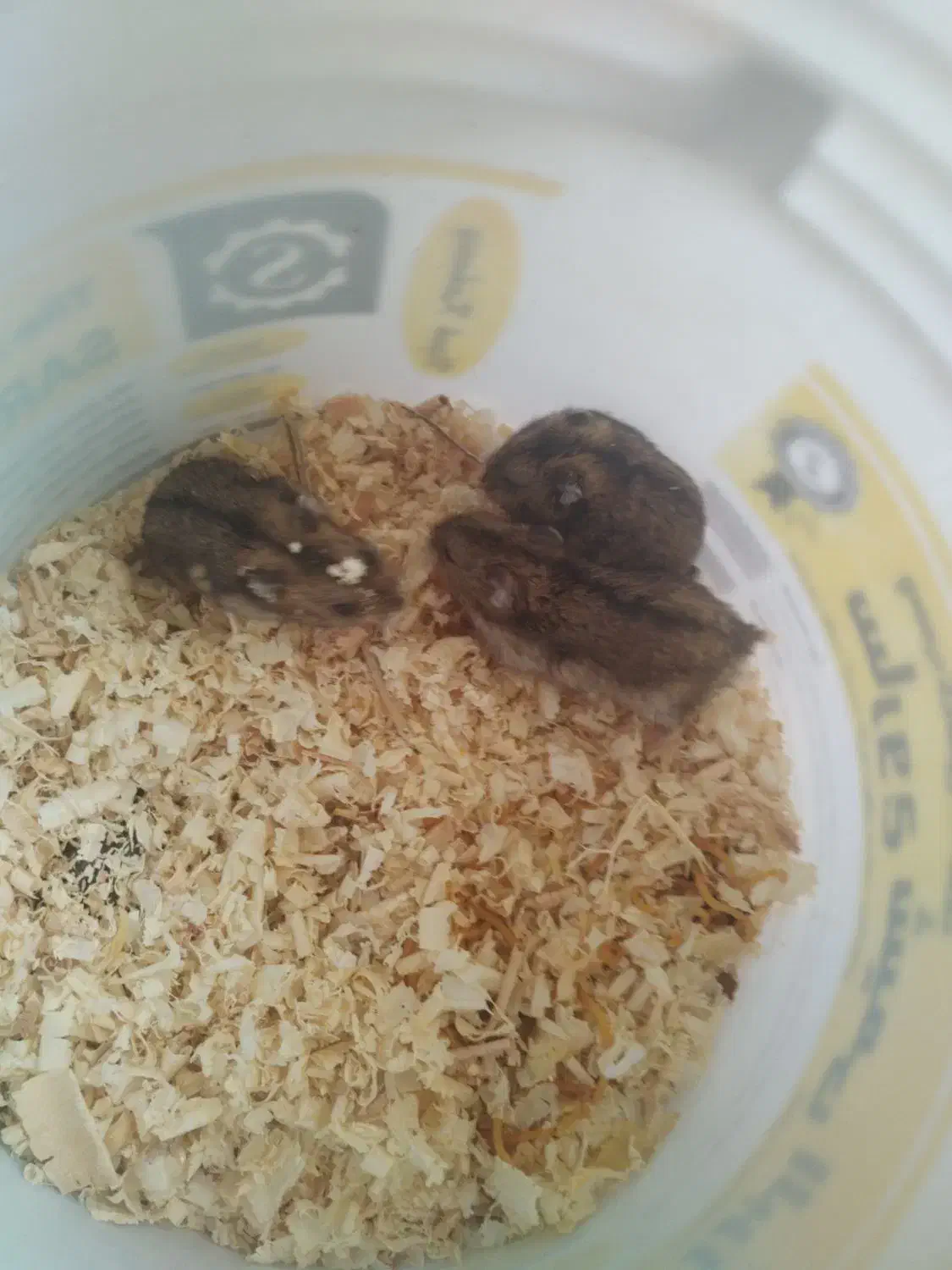 همستر کمپل|موش و خرگوش|هشتگرد, شهرک راه آهن|دیوار