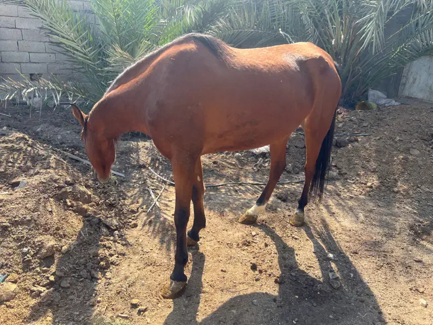 فروش مادیان پنج ساله کره دهی عالی|اسب و تجهیزات اسبسواری|آبپخش, |دیوار