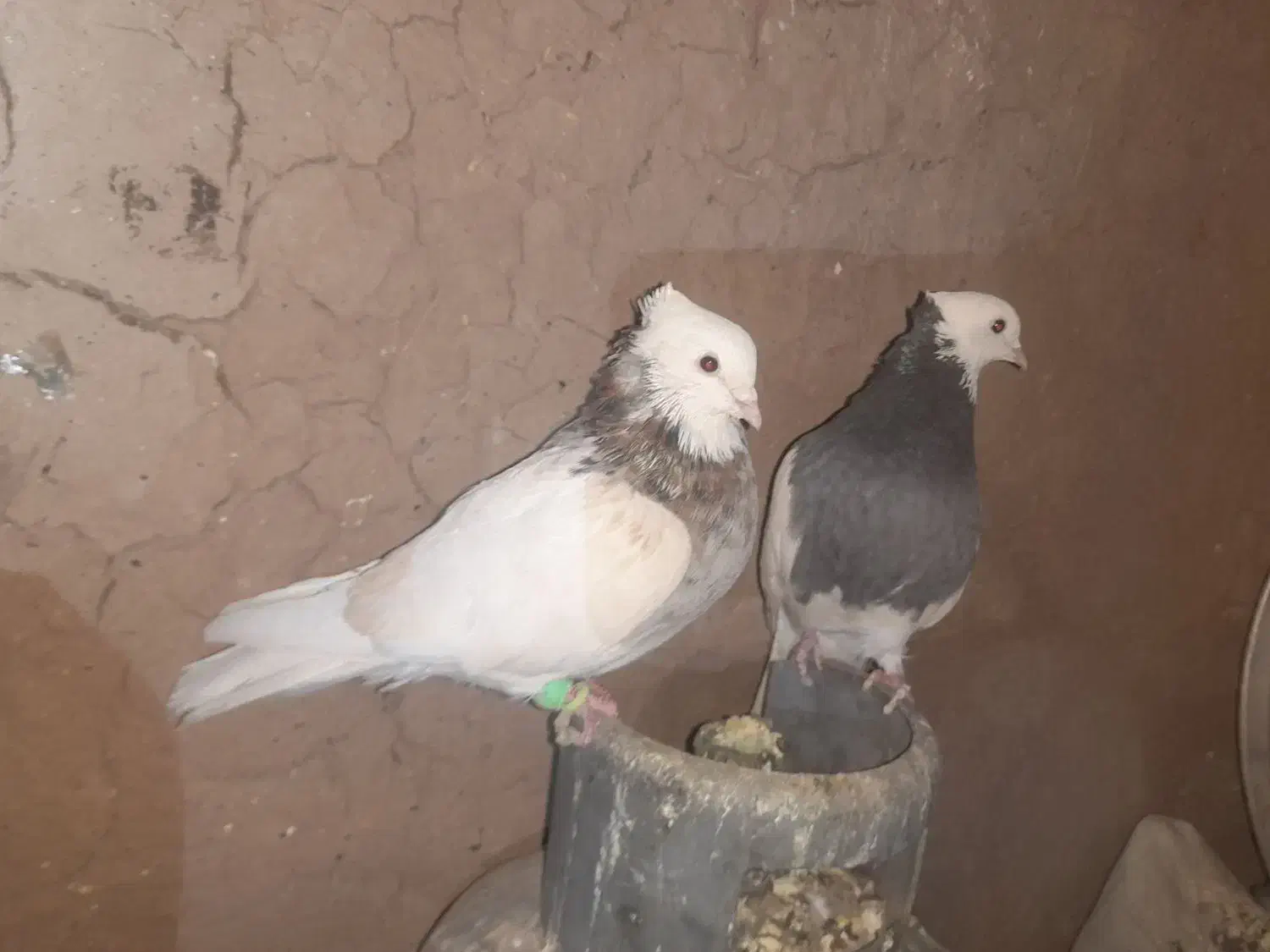 طوقی فروشی|پرنده|عطاملک, |دیوار