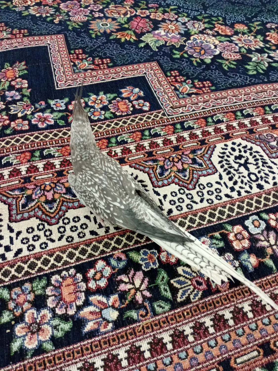 طوطی ماده آماده|پرنده|بروجرد, |دیوار