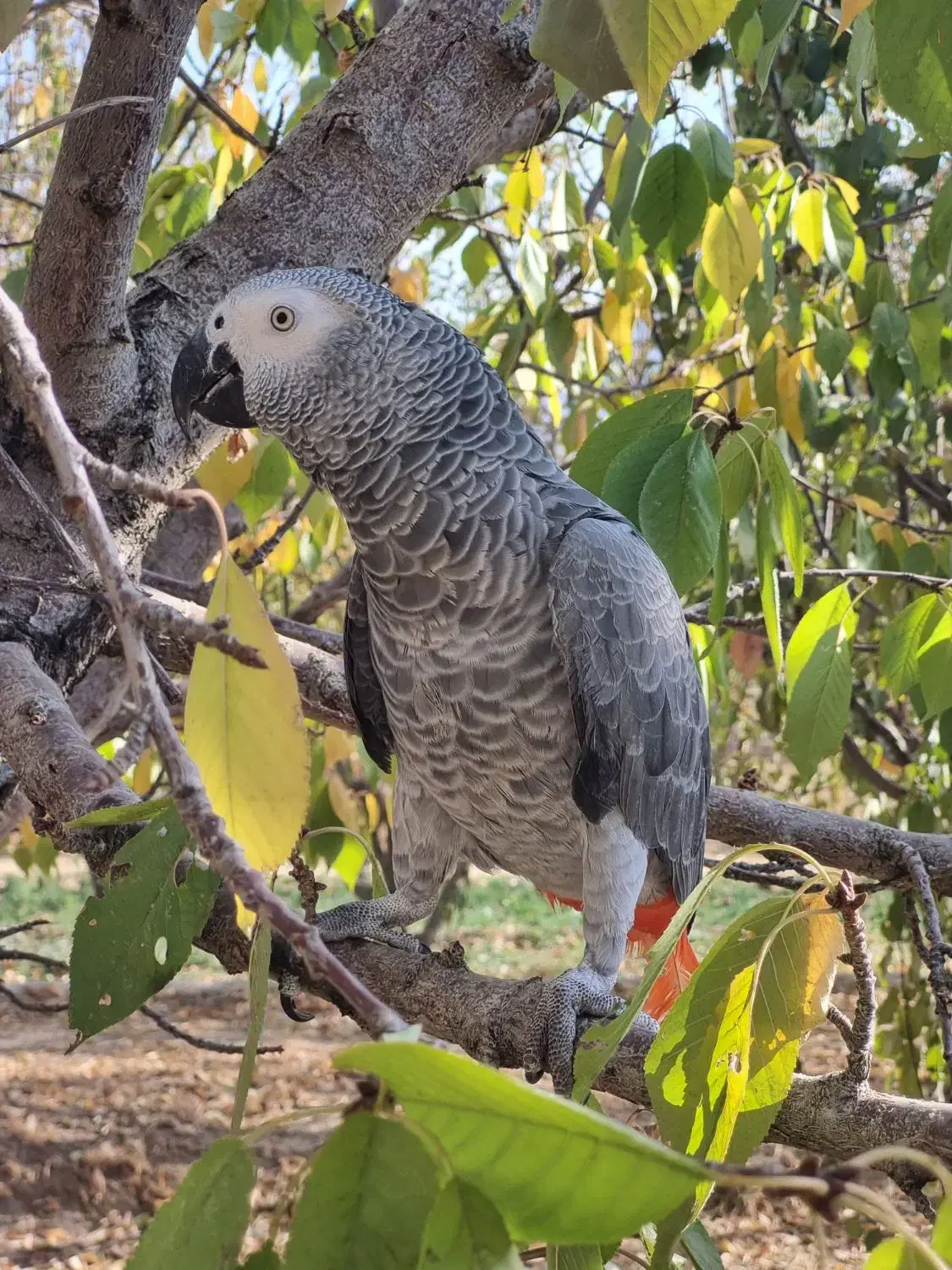 کاسکوی رام و اهلی|پرنده|گلپایگان, |دیوار