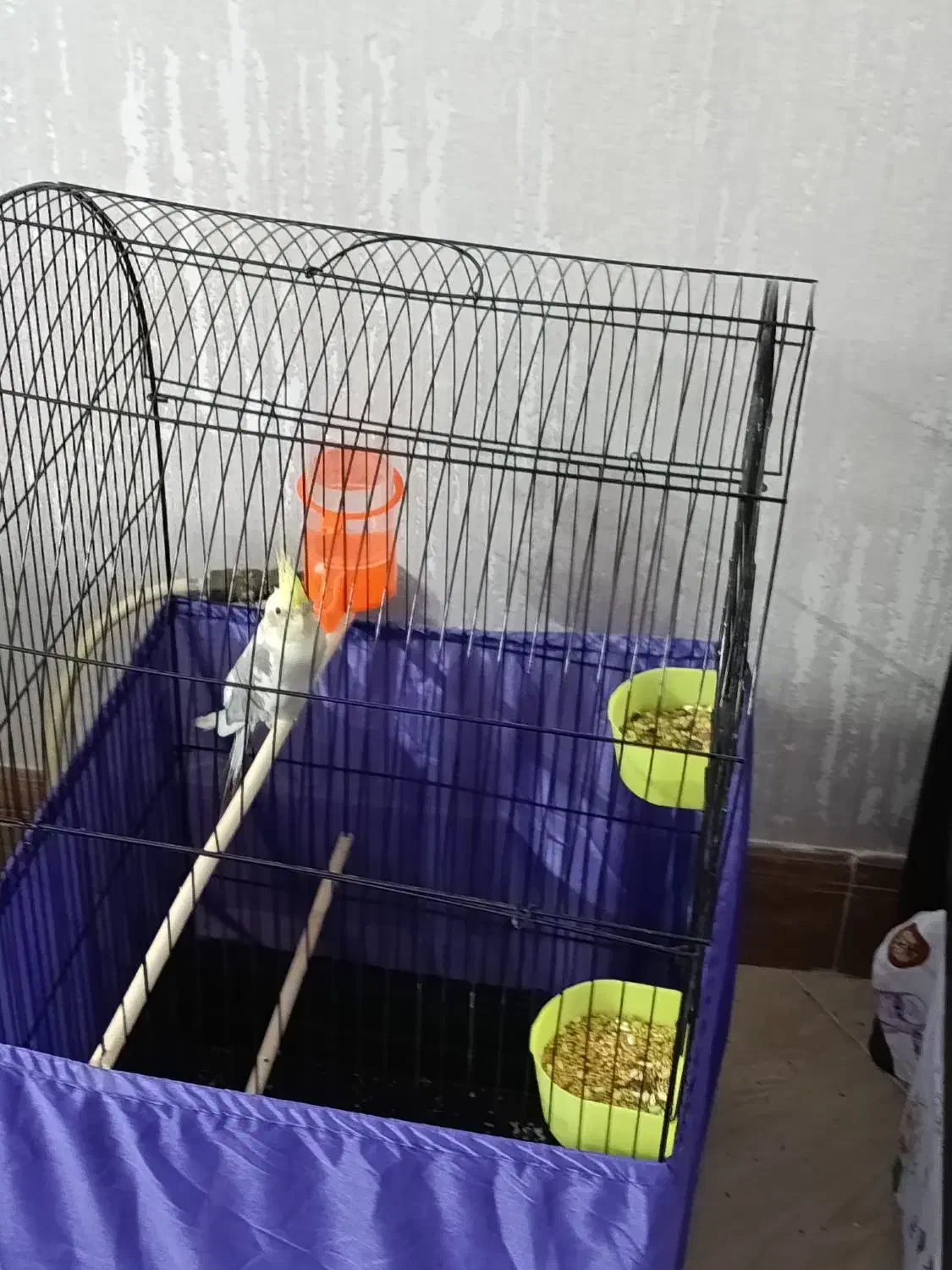 عروس هلندی|پرنده|پیر بکران, |دیوار