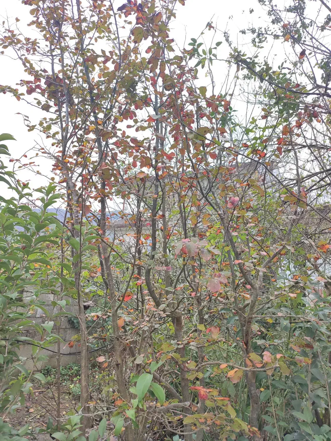 درخت آهن یا انجیلی|گل و گیاه طبیعی|چابکسر, |دیوار