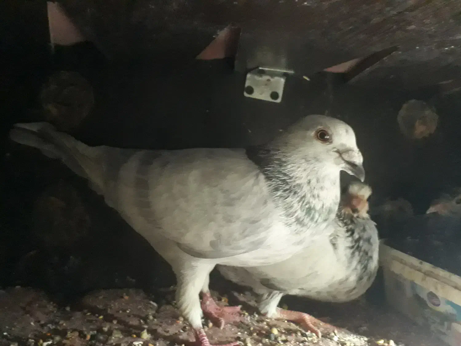 گمشده|حیوانات|مشهد, محمدآباد|دیوار