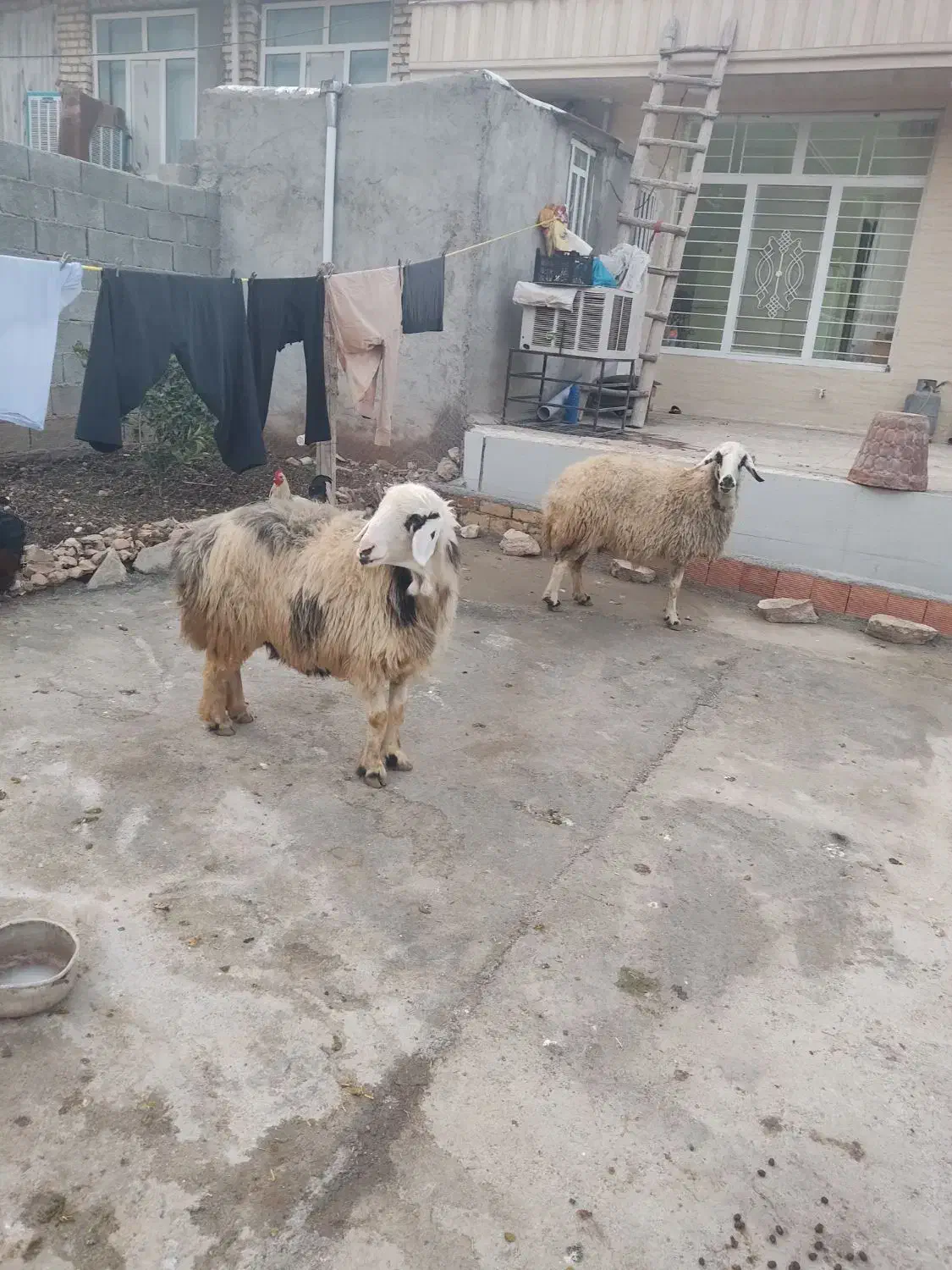 دوتا میش گوشتی درجه یک پرواز باب قصابی|حیوانات مزرعه|زاگرس, |دیوار