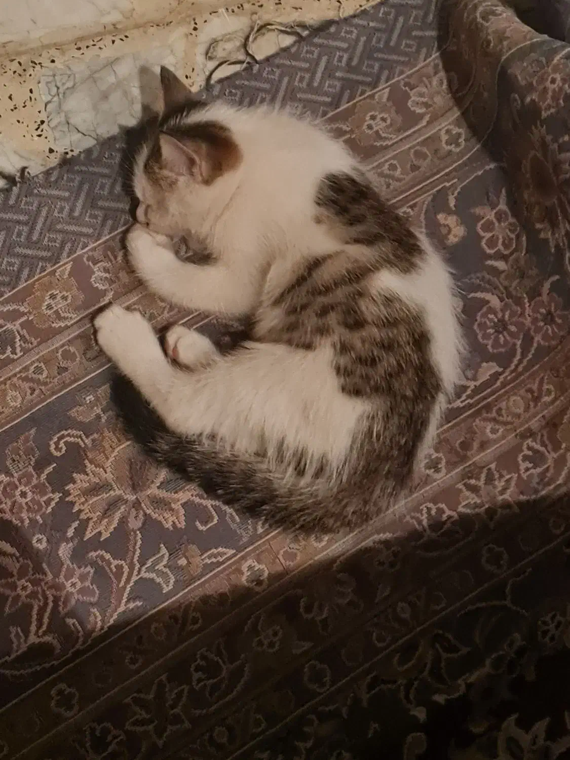 گربه گمشده محدوده نصرآباد|گربه|اصفهان, نصرآباد|دیوار