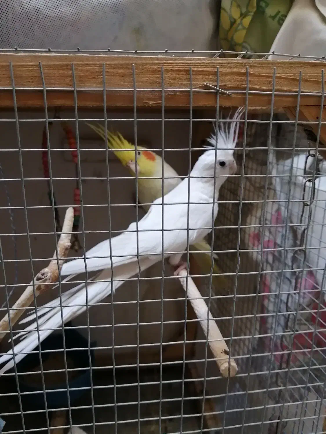 عروس هلندی مولد|پرنده|زاهدان, |دیوار