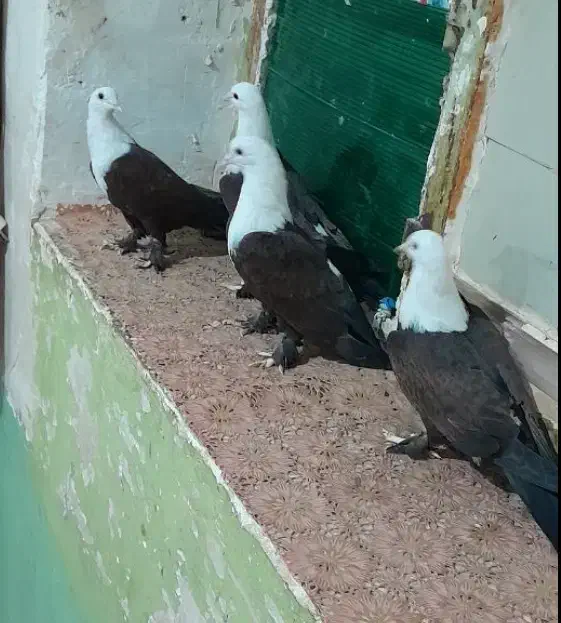 کبوتر کربلای|پرنده|هامون, |دیوار