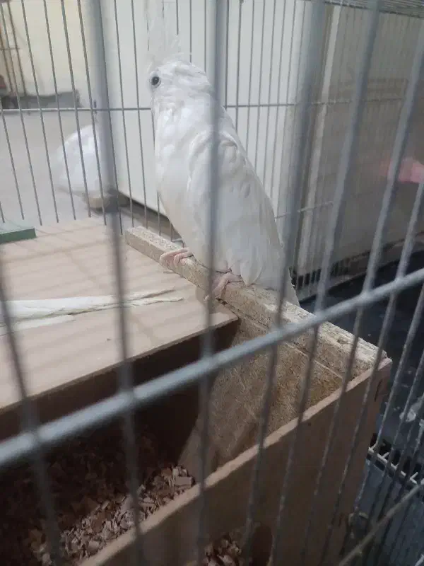 عروس هلندی|پرنده|شیراز, شهرک مهدیه|دیوار