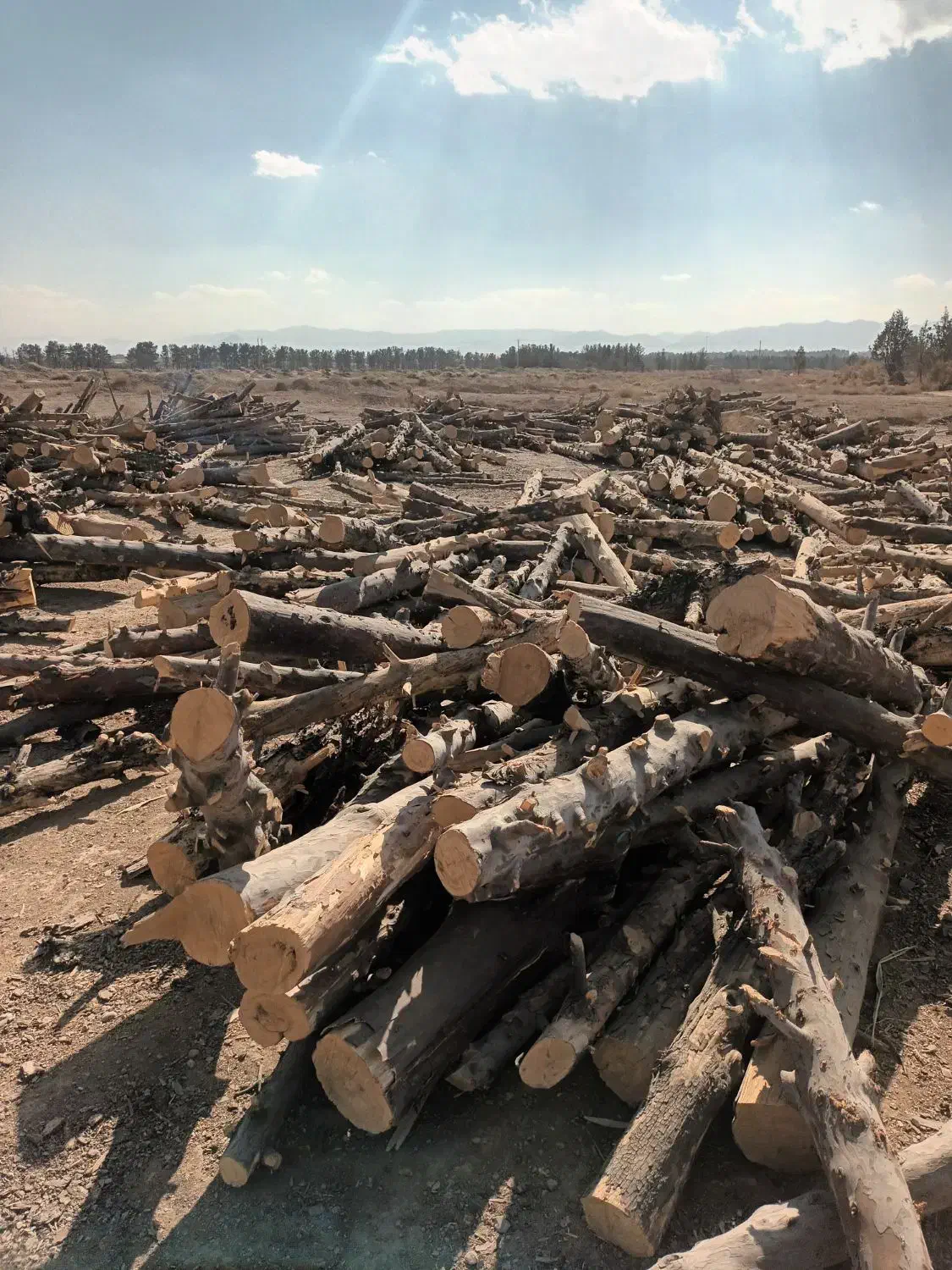 فروش چوب کاج|خدمات باغبانی و درختکاری|لنجان, |دیوار