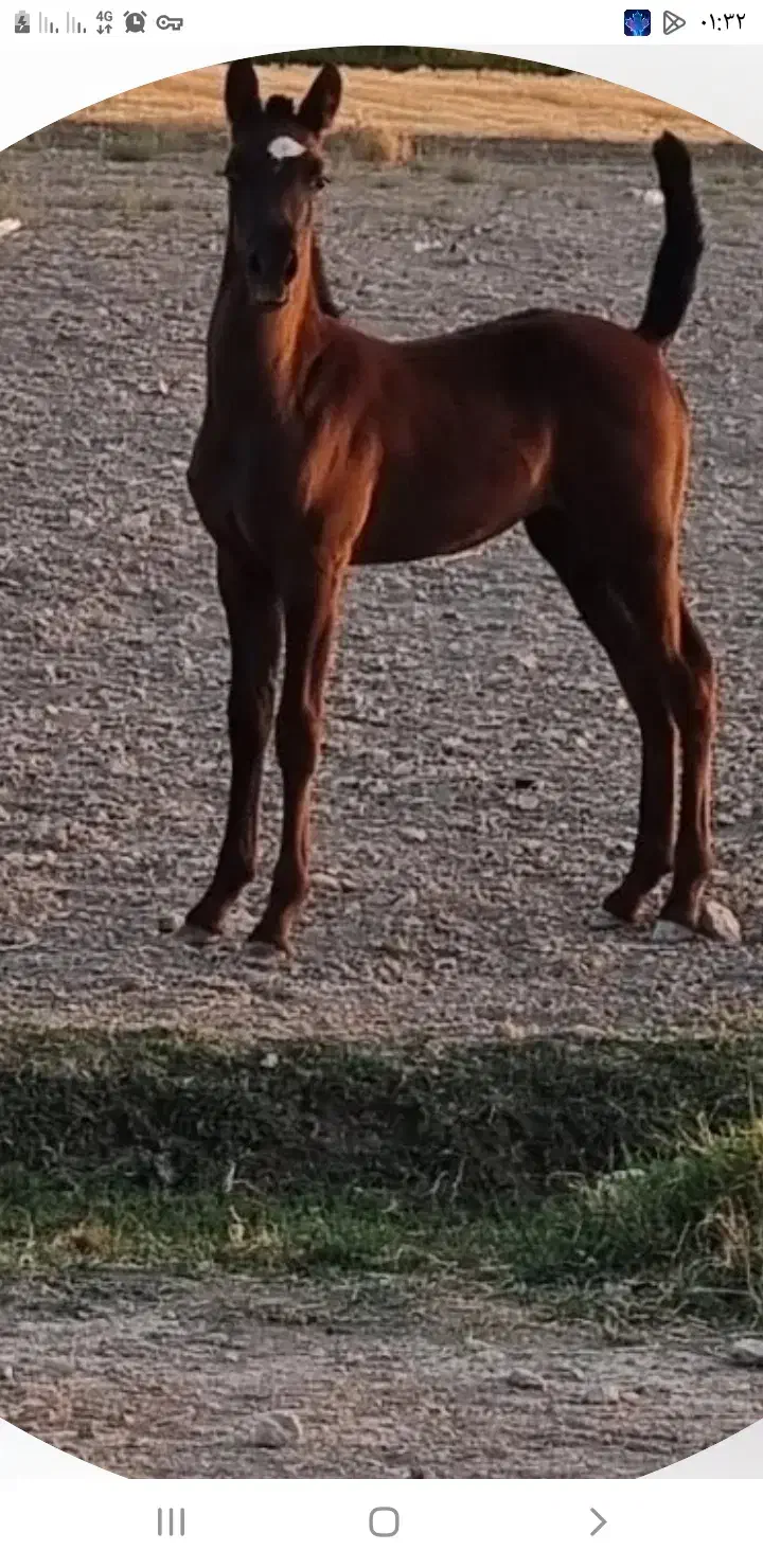 کره نریان کرد|اسب و تجهیزات اسبسواری|فلاورجان, |دیوار