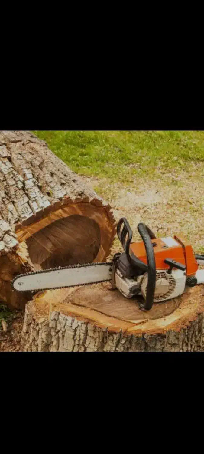 خرید وبرش دست مزد انواع درخت وچوب صنوبر بید و میوه|خدمات باغبانی و درختکاری|اهر, |دیوار