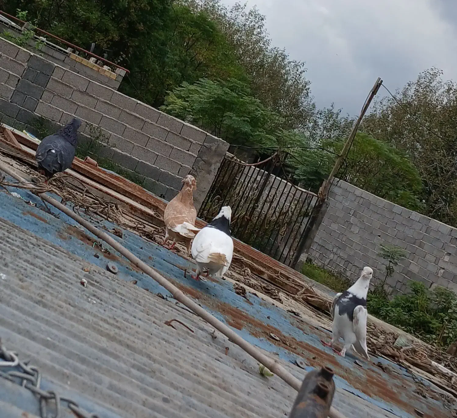 کبوتر طوقی|پرنده|سنگر, |دیوار