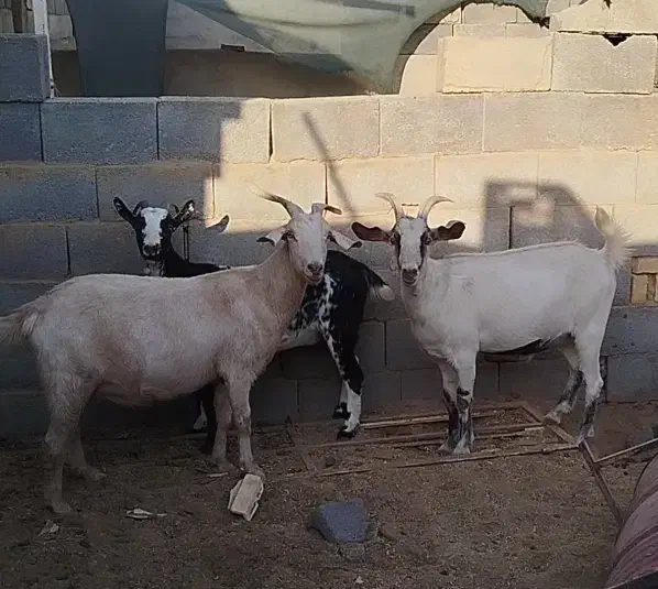 بز دورگ سانن|حیوانات مزرعه|اشکذر, |دیوار