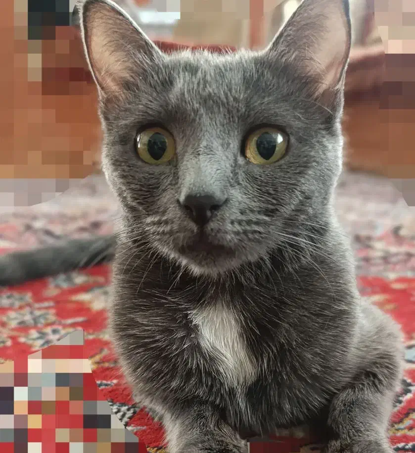 واگذاری گربه زیبا|گربه|شیراز, دکتر حسابی|دیوار