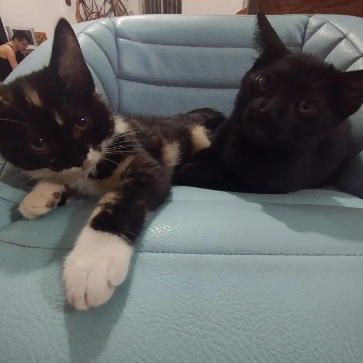 واگذاری رایگان بچه گربه|گربه|گرگان, |دیوار