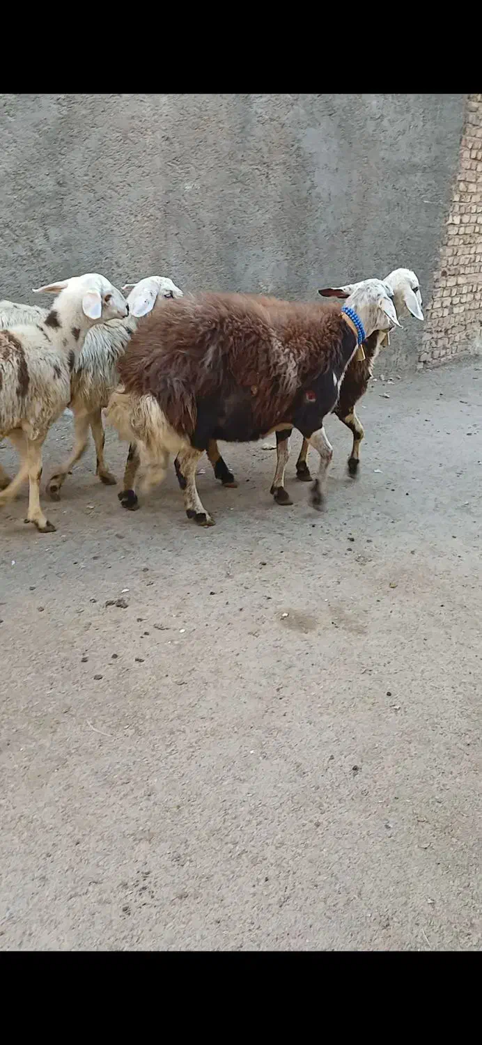 میشو بره کله عروس|حیوانات مزرعه|بروجرد, |دیوار