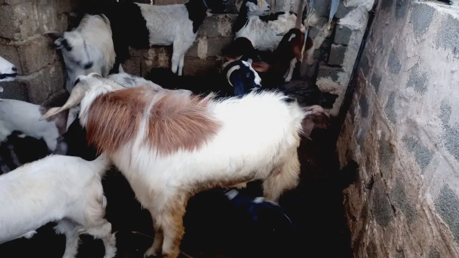 پاچن گوشتی. نسلی|حیوانات مزرعه|نیک شهر, |دیوار