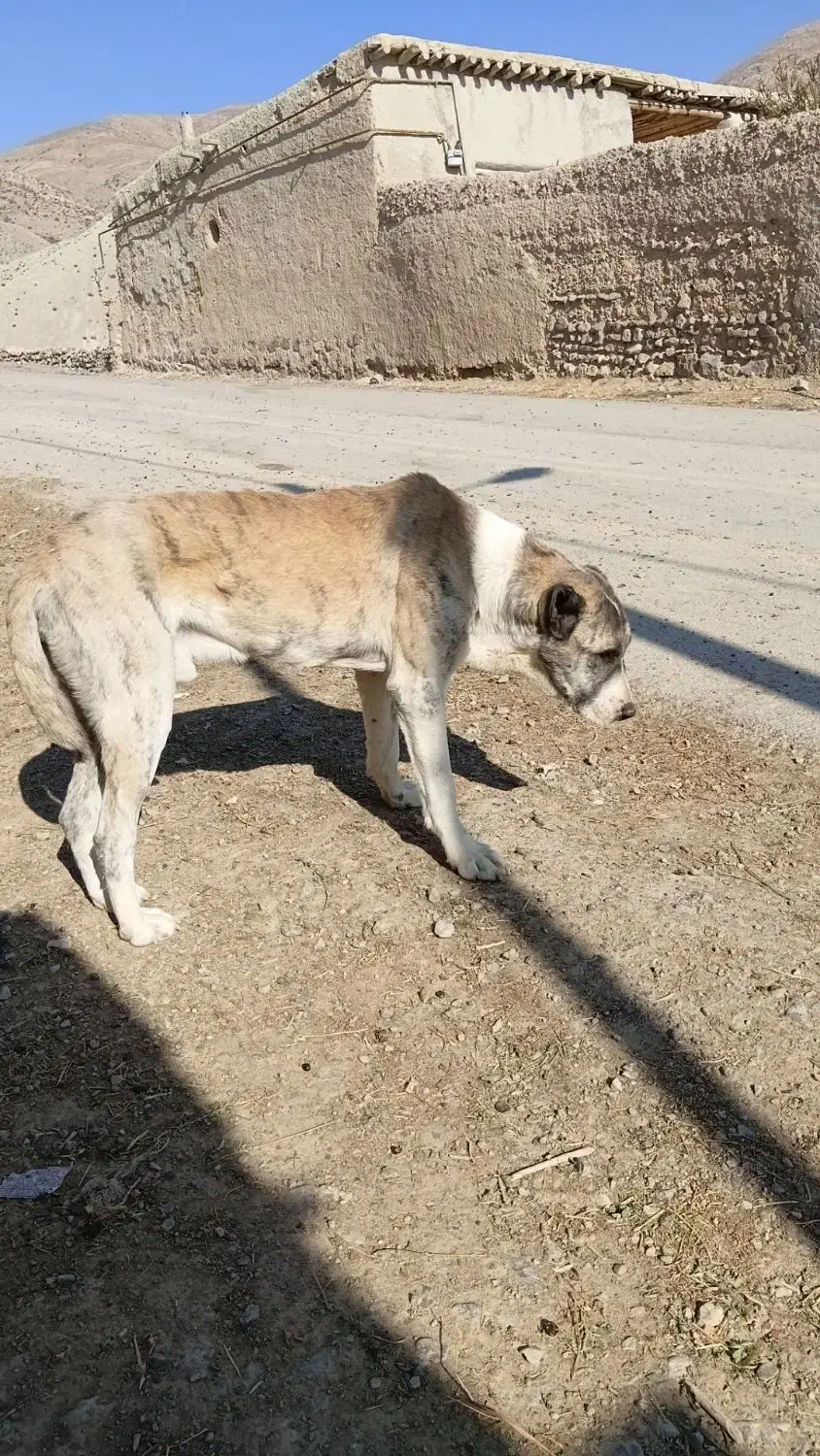 سگ برای نگهبانی|سگ|زاوه, |دیوار